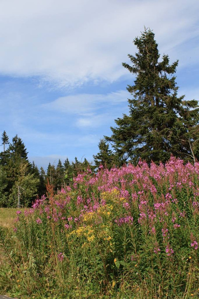 Flora of Krkonose Mountains, Czech Republic, Europe - Foto, Imagen