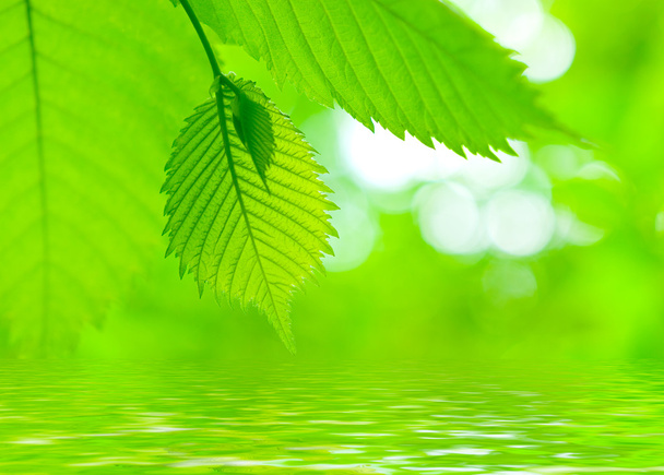 świeży zielony klon liści - Zdjęcie, obraz