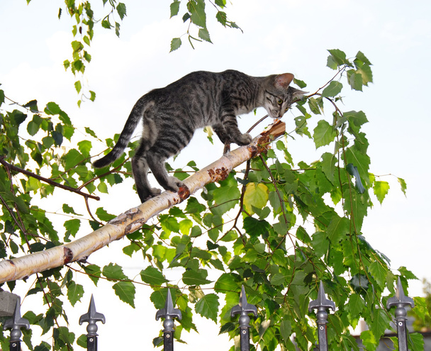 Gri kedi üzerinde ince huş ağacı dalı kesmek - Fotoğraf, Görsel