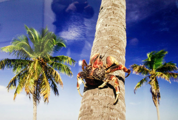 Photo d'un crabe sur un arbre
. - Photo, image