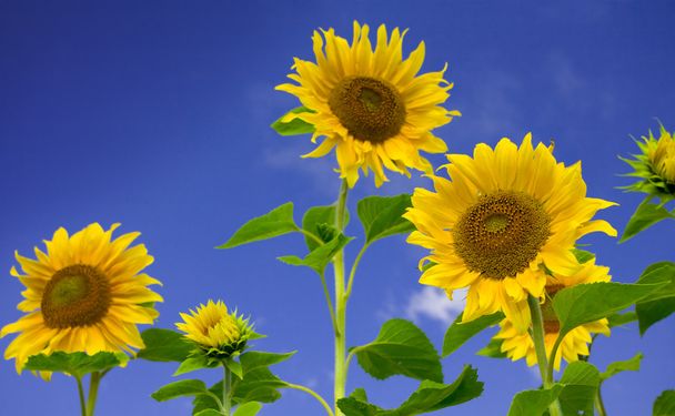 Blick auf schöne frische Sonnenblumen am blauen Himmel zurück - Foto, Bild