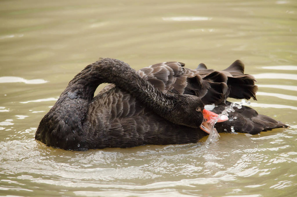 Cygnus atratus is a large waterbird with mostly black plumage and red bills. - Foto, Imagen