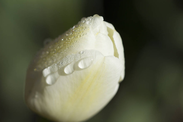 view close-up of buds on white tulips with water drops - Photo, Image