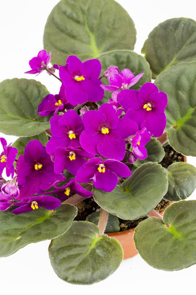 Violette Saintpaulias fleurs communément appelées violettes africaines Pa
 - Photo, image
