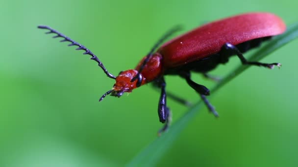 Escarabajos rojos de fuego
 - Imágenes, Vídeo