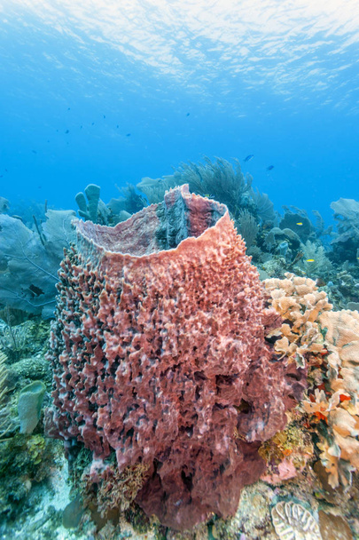 Jardín de coral en el Caribe
 - Foto, imagen
