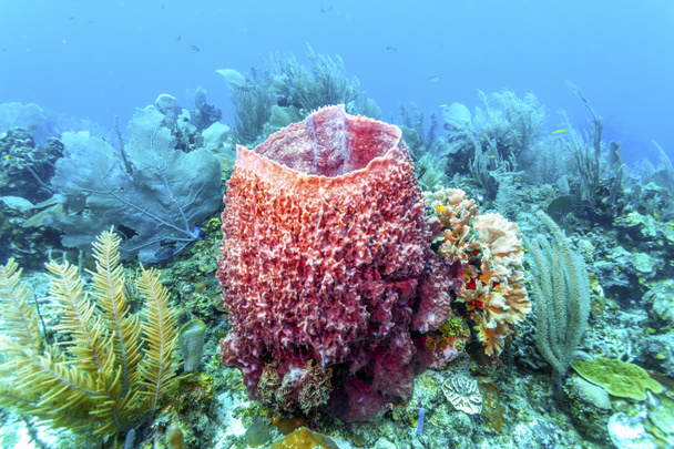 Jardín de coral en el Caribe
 - Foto, Imagen