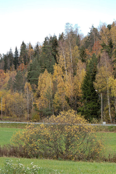 Multi-coloured autumn trees on a hill, with a few late flowers and greenery in the foreground. - Foto, afbeelding