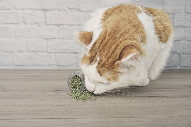 Cute tabby cat sniffing on dried catnip. - Photo, Image