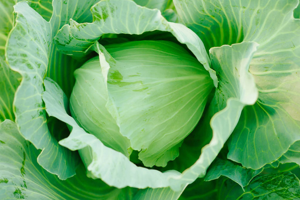 Cabbage background. Fresh cabbage from farm field. Vegetarian fo - Photo, Image