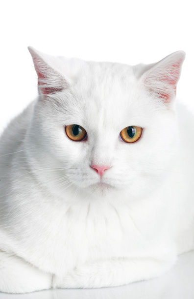 biały kot - Zdjęcie, obraz