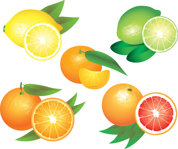 citrusvruchten fotorealistische set - Vector, afbeelding