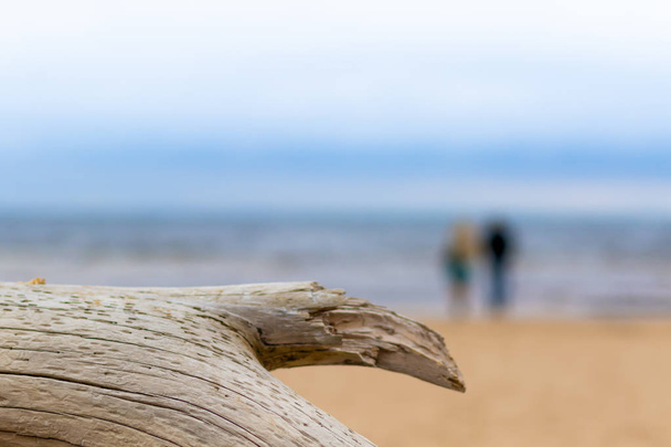 An old log on a beach and couple of lovers on the beach are not in focus with Baltic sea on background - Photo, Image