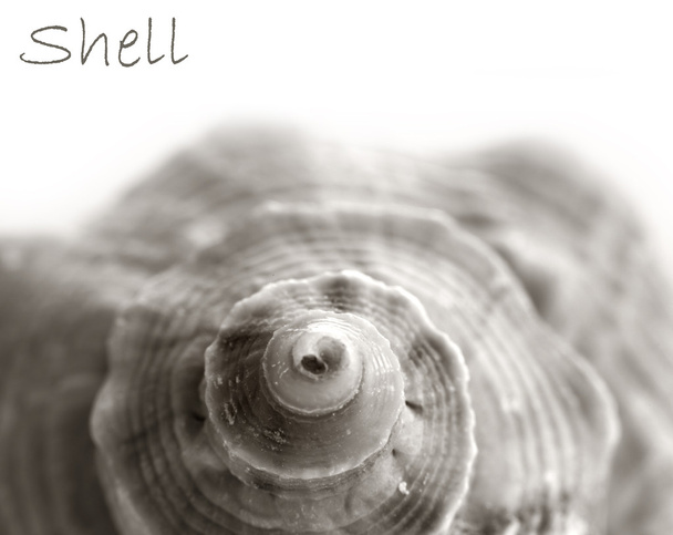 Shell macro - Zdjęcie, obraz