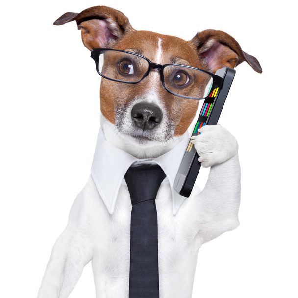 smartphone dog - Foto, imagen