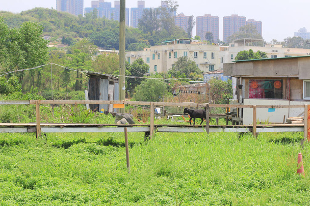 black goat, herd on the farm at yuen long  - Photo, Image