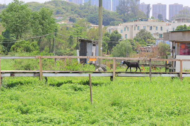 cabra negra, rebanho na fazenda em yuen long
  - Foto, Imagem