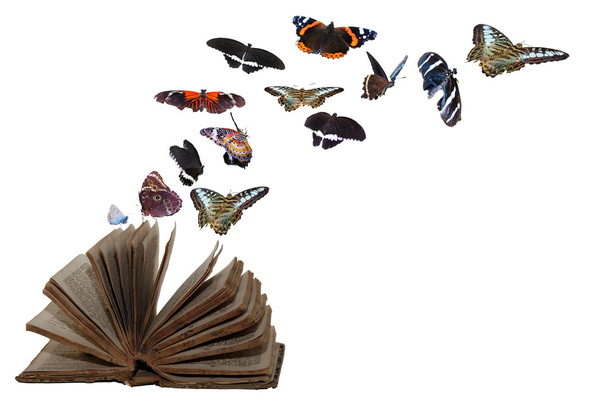 a fehér pillangók könyv - Fotó, kép