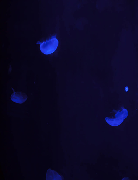 Close up of jellyfish - 写真・画像
