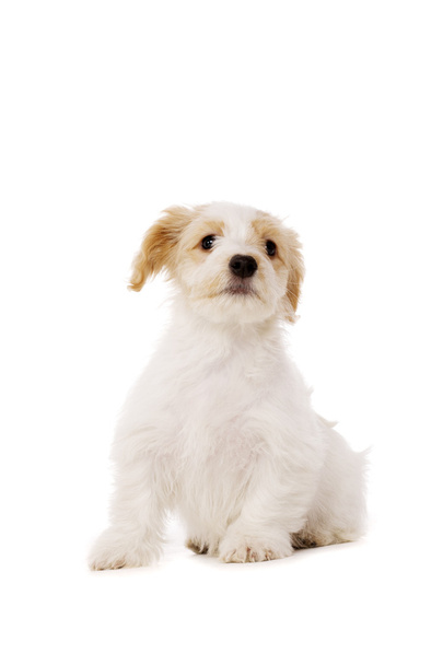 Filhote de cachorro sentado isolado em um fundo branco
 - Foto, Imagem