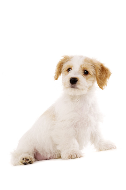 Puppy sat isolated on a white background - Photo, Image