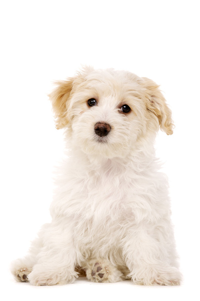 köpek yavrusu Sat beyaz bir arka plan üzerinde izole - Fotoğraf, Görsel