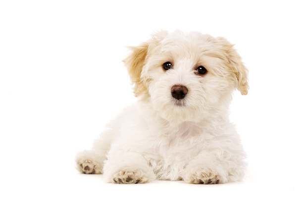 Cachorro puesto aislado sobre un fondo blanco
 - Foto, Imagen