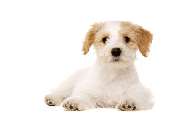 puppy gelegd geïsoleerd op een witte achtergrond - Foto, afbeelding
