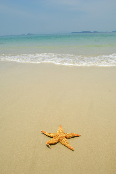 estrella de mar - Foto, Imagen