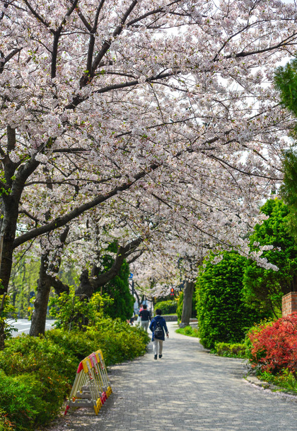 cseresznyevirág Tokyoban, japánban  - Fotó, kép