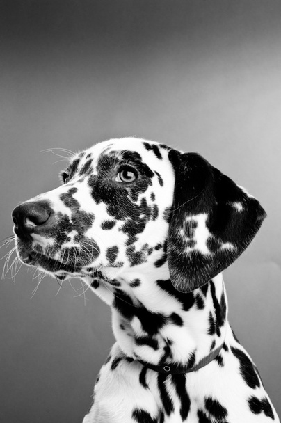 Dalmation köpek yavrusu - Fotoğraf, Görsel