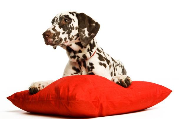 Dalmatische pup met een rode kraag - Foto, afbeelding