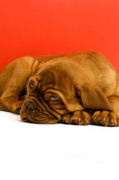 Dogue De Bordeaux puppy - Photo, Image