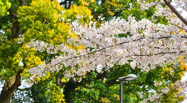 Ανθός κερασιάς στο Τόκυο, Ιαπωνία  - Φωτογραφία, εικόνα