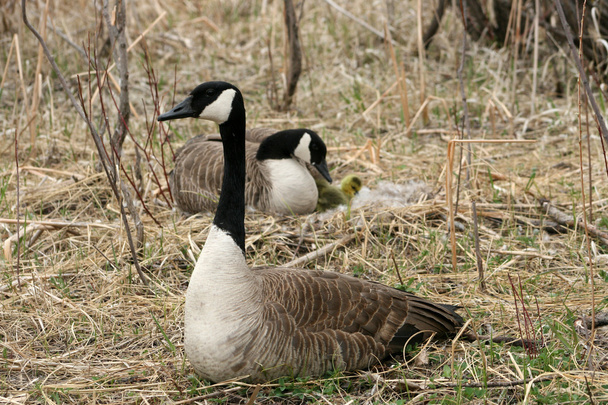mužské canada goose ochrana žen a housata - Fotografie, Obrázek