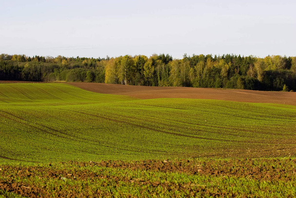 Winter crop field with fresh green seedling lines in autumn - Foto, afbeelding