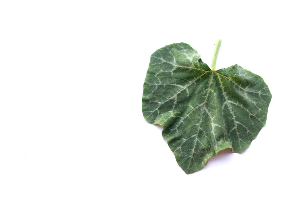 Pumpkin leaf isolated on white.  - Photo, Image