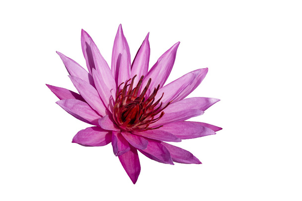 Pink Lotus on White Background. - Фото, изображение