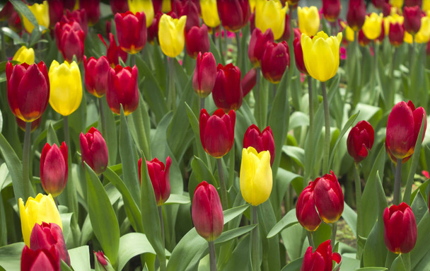 tulipas vermelhas e amarelas   - Foto, Imagem