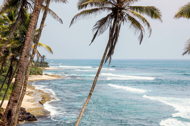 вид на море на холме кокосового дерева
  - Фото, изображение