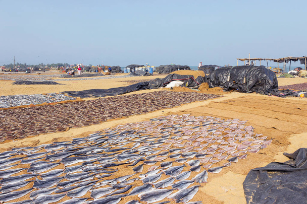 mercado de peixe de praia em Negombo
 - Foto, Imagem
