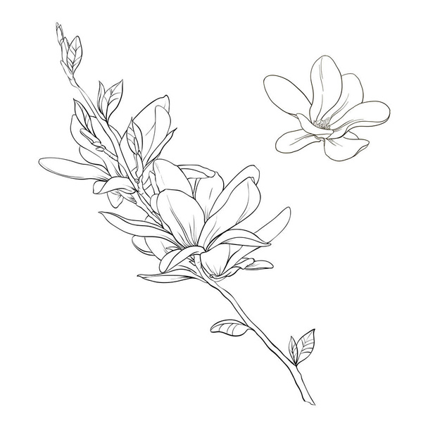 magnolia linear pattern - Vettoriali, immagini