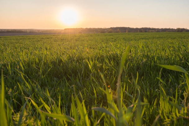 's avonds lente zonnebloem op het groene veld en een warme hemel  - Foto, afbeelding