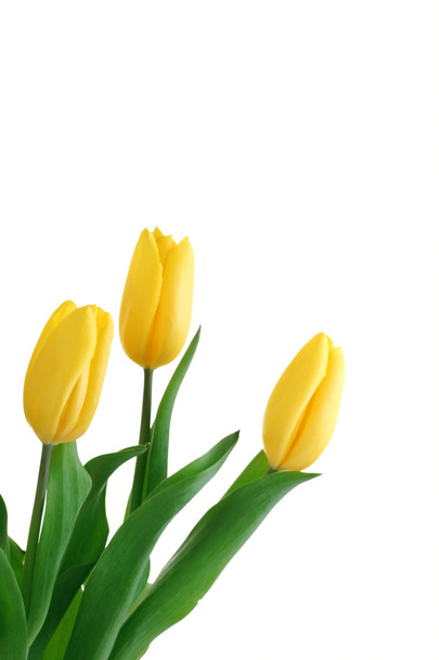 春の花チューリップ - 写真・画像