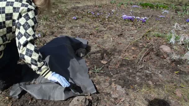beheerde tuin tuinman nadat winter roze bloemen onthult - Video