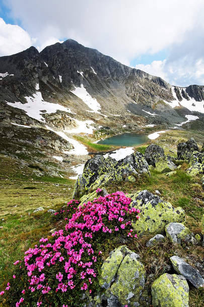 Flores de montaña en Parque Nacional Retezat, Rumania
 - Foto, imagen