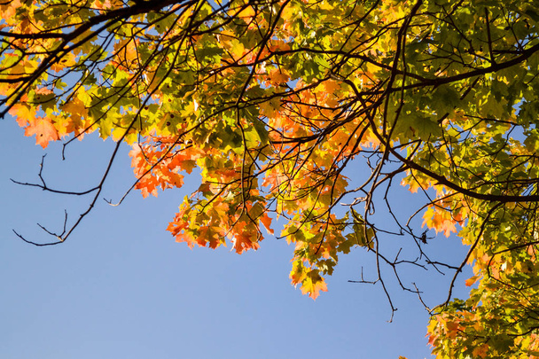 Color maple leaves and on branches. Autumn colors. Yellow, red against the blue sky - 写真・画像