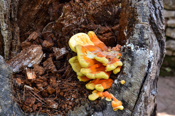 group of fungi on a rotten tree stump - Photo, Image