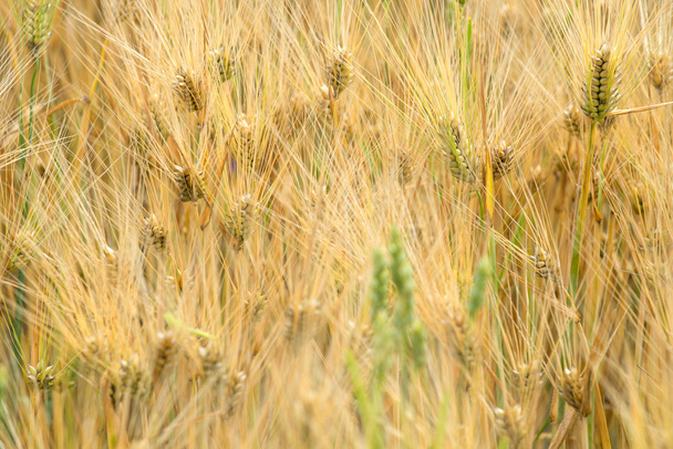 Ripe wheat background - Photo, Image