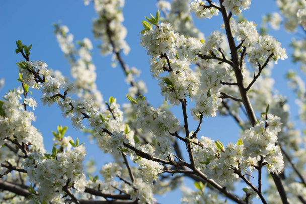 white prunus avium,  wild cherry, sweet cherry, or gean flowers  - Photo, Image